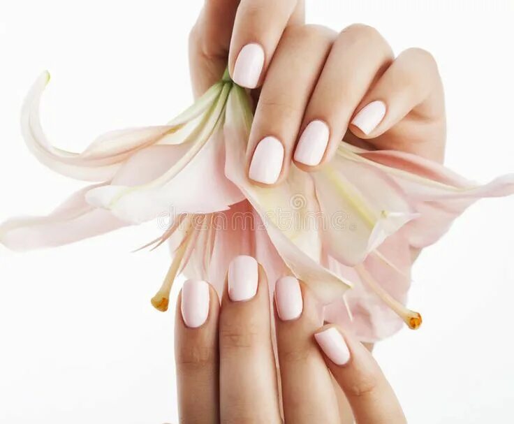 Показать маникюр ногтей на руках красивый Beauty Delicate Hands with Manicure Holding Flower Stock Photo - Image of patter