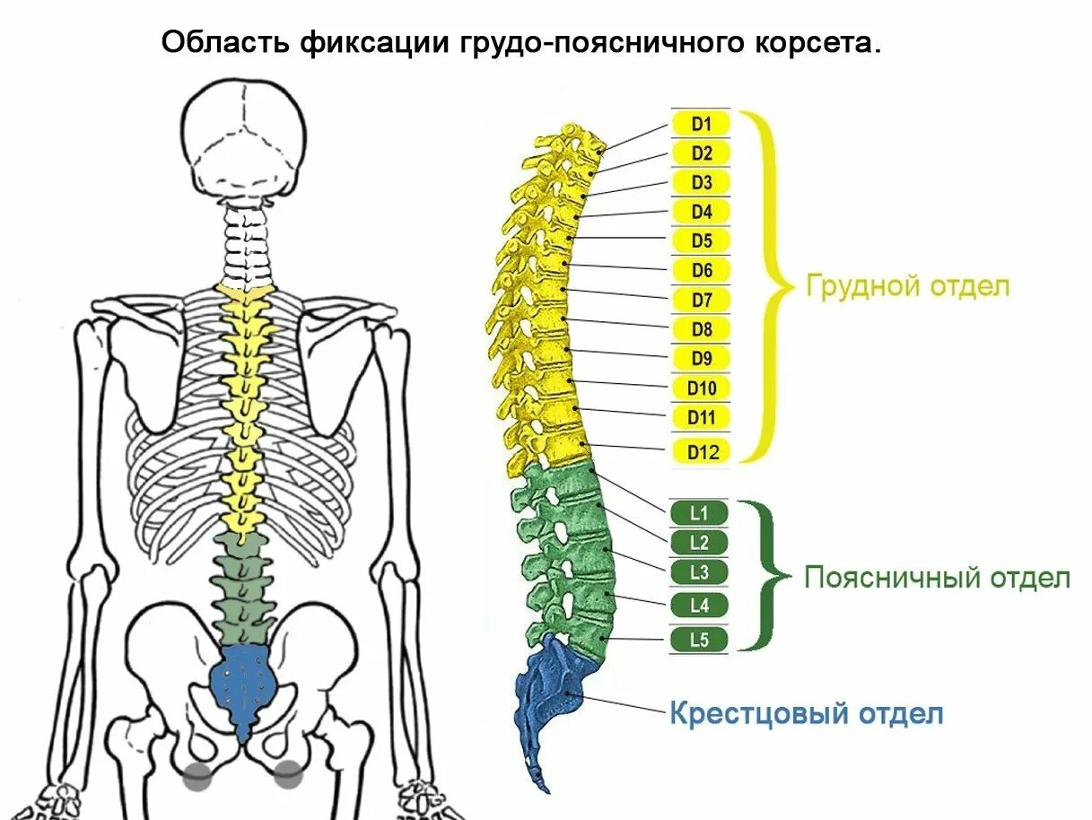 Показать пояснично крестцовый отдел позвоночника фото Крестцовая область позвоночника