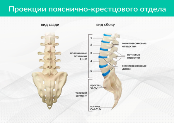 Показать пояснично крестцовый отдел позвоночника фото ᐈ Лечение заболеваний пояснично-крестцового в Москве (Клиника Традиция)