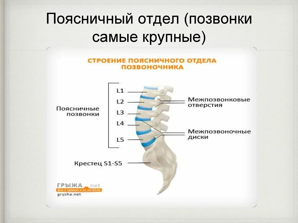 Показать пояснично крестцовый отдел позвоночника фото Какие позвонки в крестцовом отделе: найдено 83 картинок