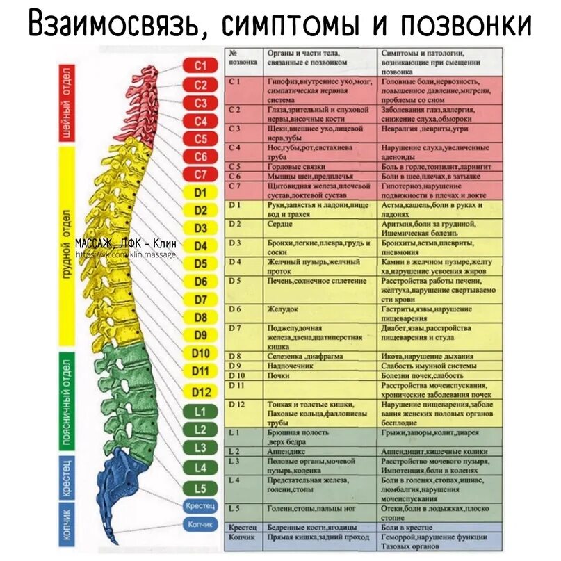 Показать поясничный отдел позвоночника фото Взаимосвязь симптомы и позвонки Шейные позвонки Позвонок С1. Во первых, компресс