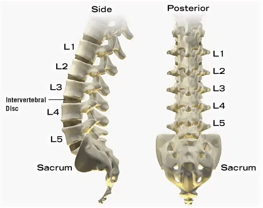 Показать поясничный отдел позвоночника фото lumbar spine l1 l4 Shop The Best Discounts Online - OFF 57