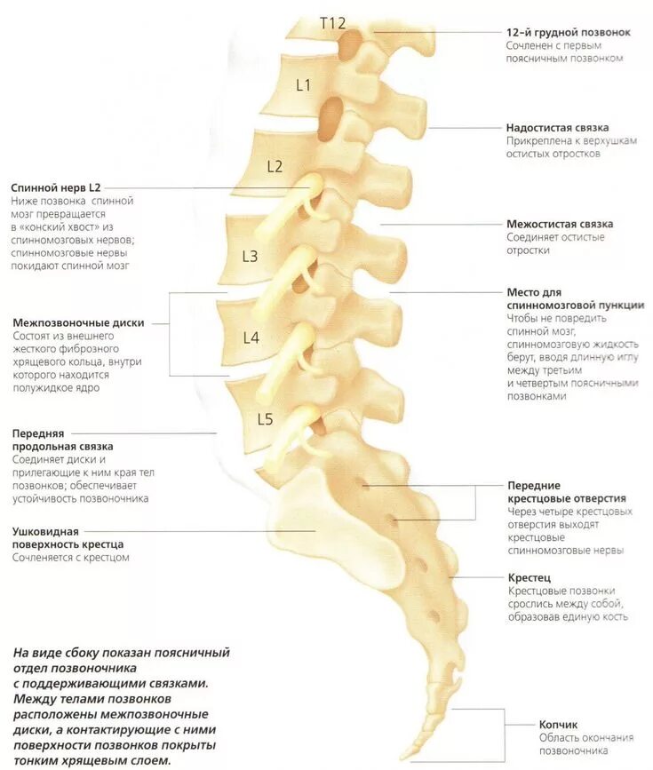 Показать поясничный отдел позвоночника на человеке фото Позвоночник Анатомия, Учащиеся медучилища, Анатомия и физиология