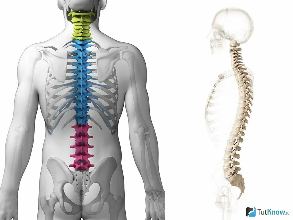 Показать поясничный отдел позвоночника на человеке фото Pin by World : Color on Anatomy Sketches, Anatomy, Humanoid sketch