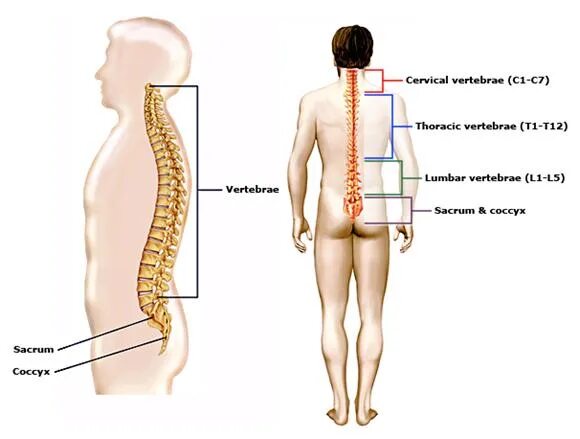 Показать поясничный отдел позвоночника на человеке фото блокада Массаж.ру