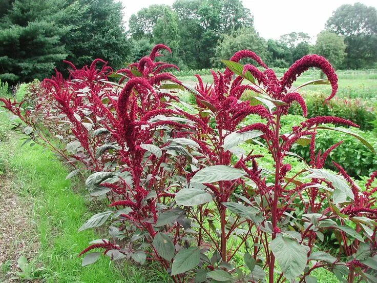 Показать растение амарант как выглядит Growing Amaranth: The Complete Guide to Plant, Grow, & Harvest Amaranth Amaranth