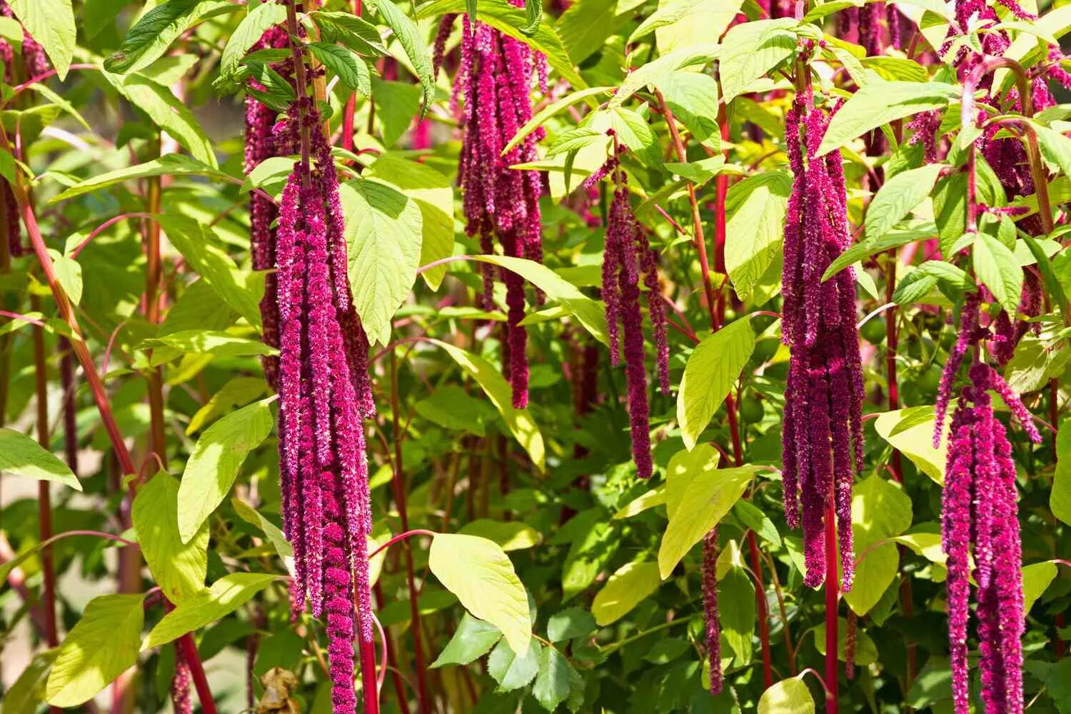 Показать растение амарант как выглядит 10 Popular Amaranthus Varieties