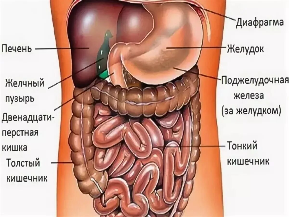 Показать строение внутренних органов человека фото Органы левой стороны брюшной полости: найдено 86 изображений