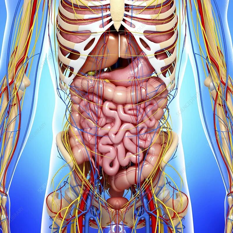 Показать строение внутренних органов человека фото Human anatomy, artwork - Stock Image - F005/9563 - Science Photo Library