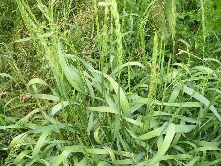 Показать траву пырей фото Пырей ползучий Herbs, Grass, Plants