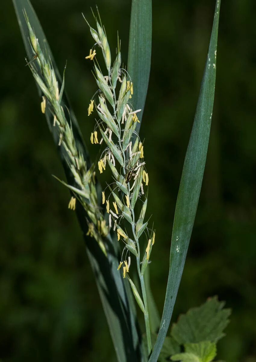 Показать траву пырей фото Elytrigia repens - Image of an specimen - Plantarium