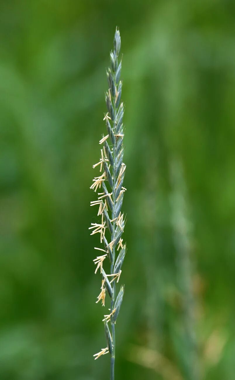 Показать траву пырей фото Elytrigia repens - Image of an specimen - Plantarium