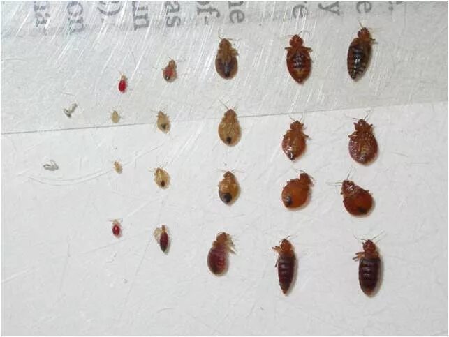 Показать укус клопа у человека фото Bed Bugs FAQ & Solutions from Rose Pest Solutions