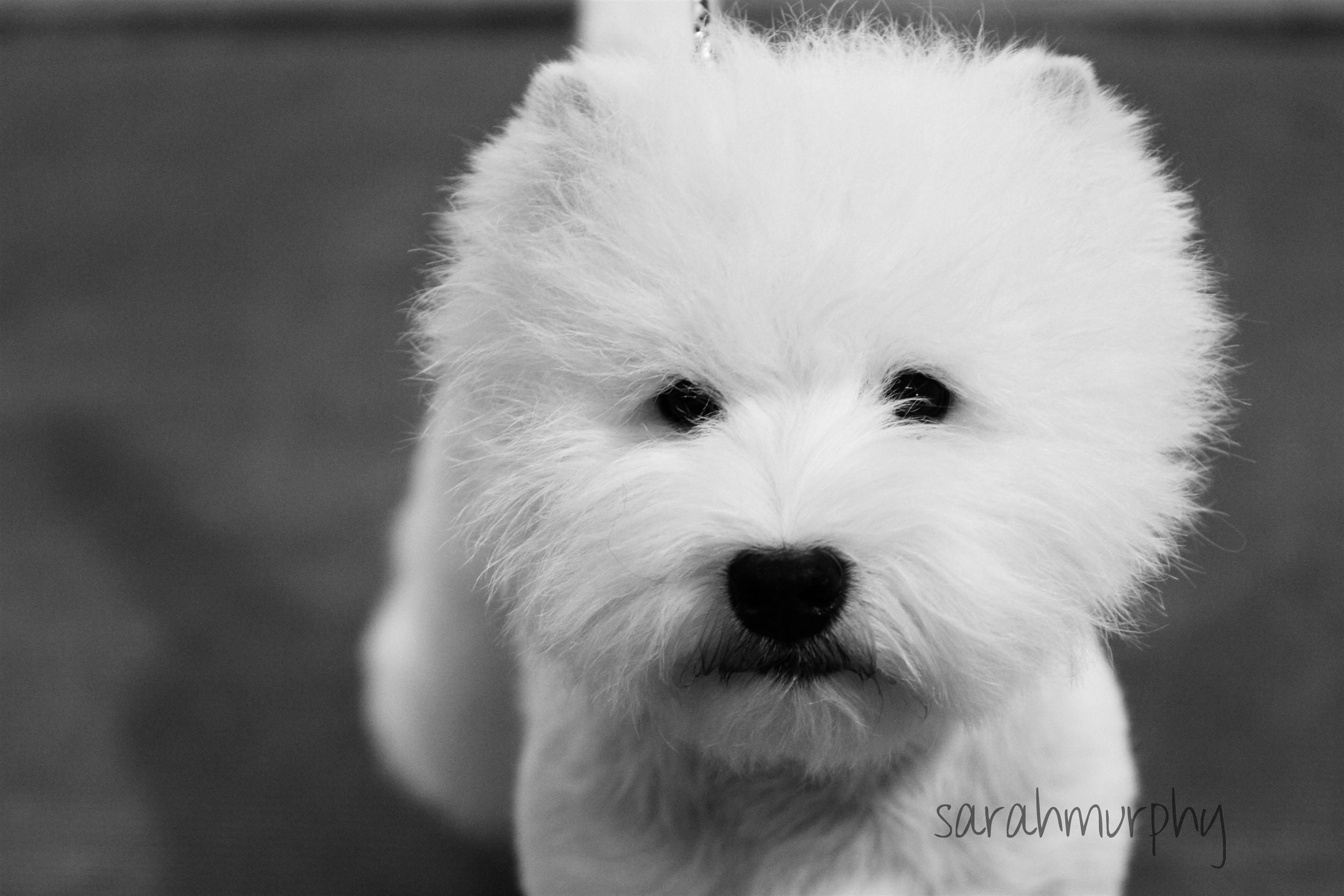 Покажи белое фото white & fluffy! Animals