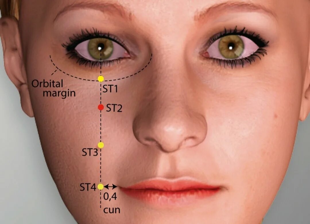 Покажи фото 5 точки ST 2 - SIBAI Stomach Meridian Acupuncture Point