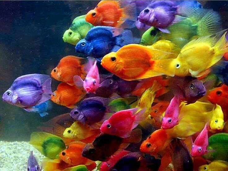 Покажи фото аквариумных рыбок Pin on Color : Rainbow ❣ Beautiful fish, Rainbow fish, Animals beautiful