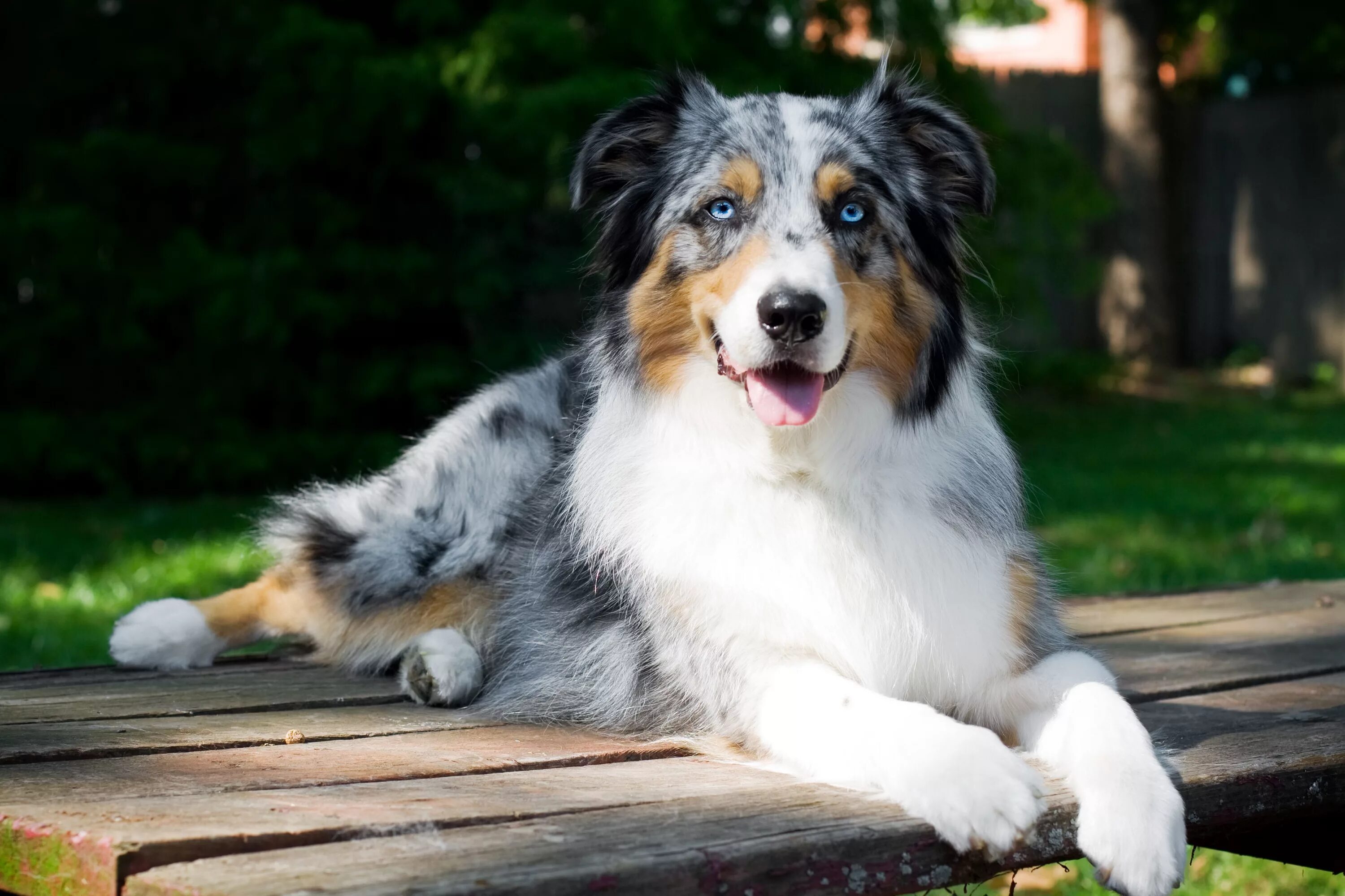 Покажи фото австралийской овчарки These Are the Most Popular Dog Breeds in the U.S. Dog breeds medium, Medium size