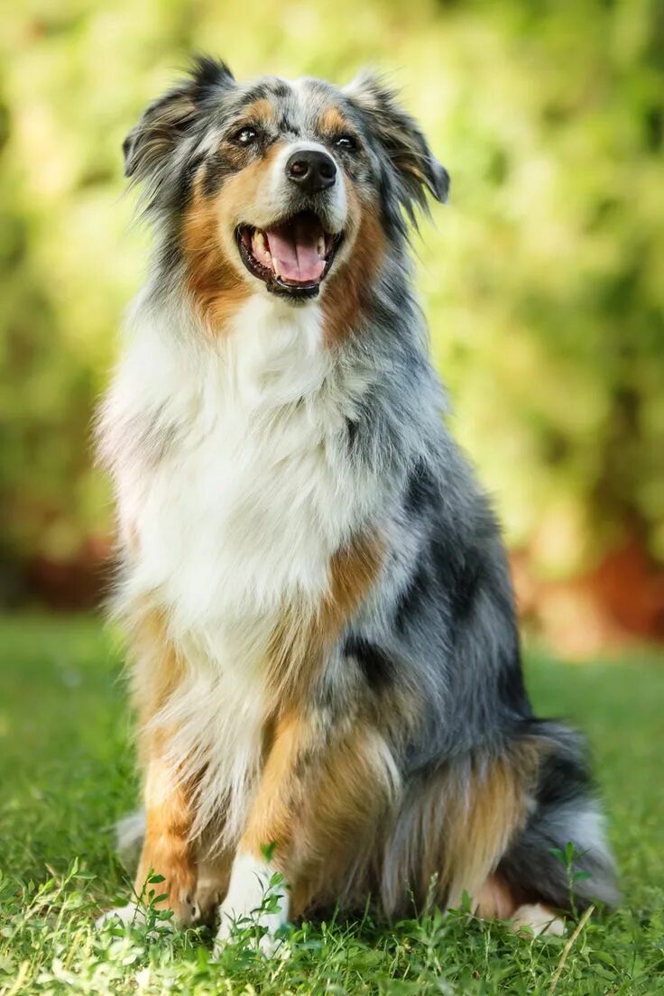 Покажи фото австралийской овчарки 5 Dog Breeds For The Active Owner Beautiful dogs, Aussie dogs, Dog breeds