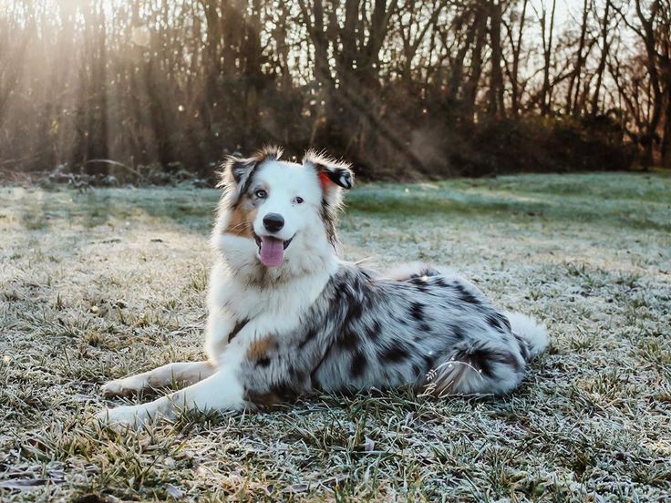 Покажи фото австралийской овчарки Pin by IdaKennedy1030 on Australian Shepherds