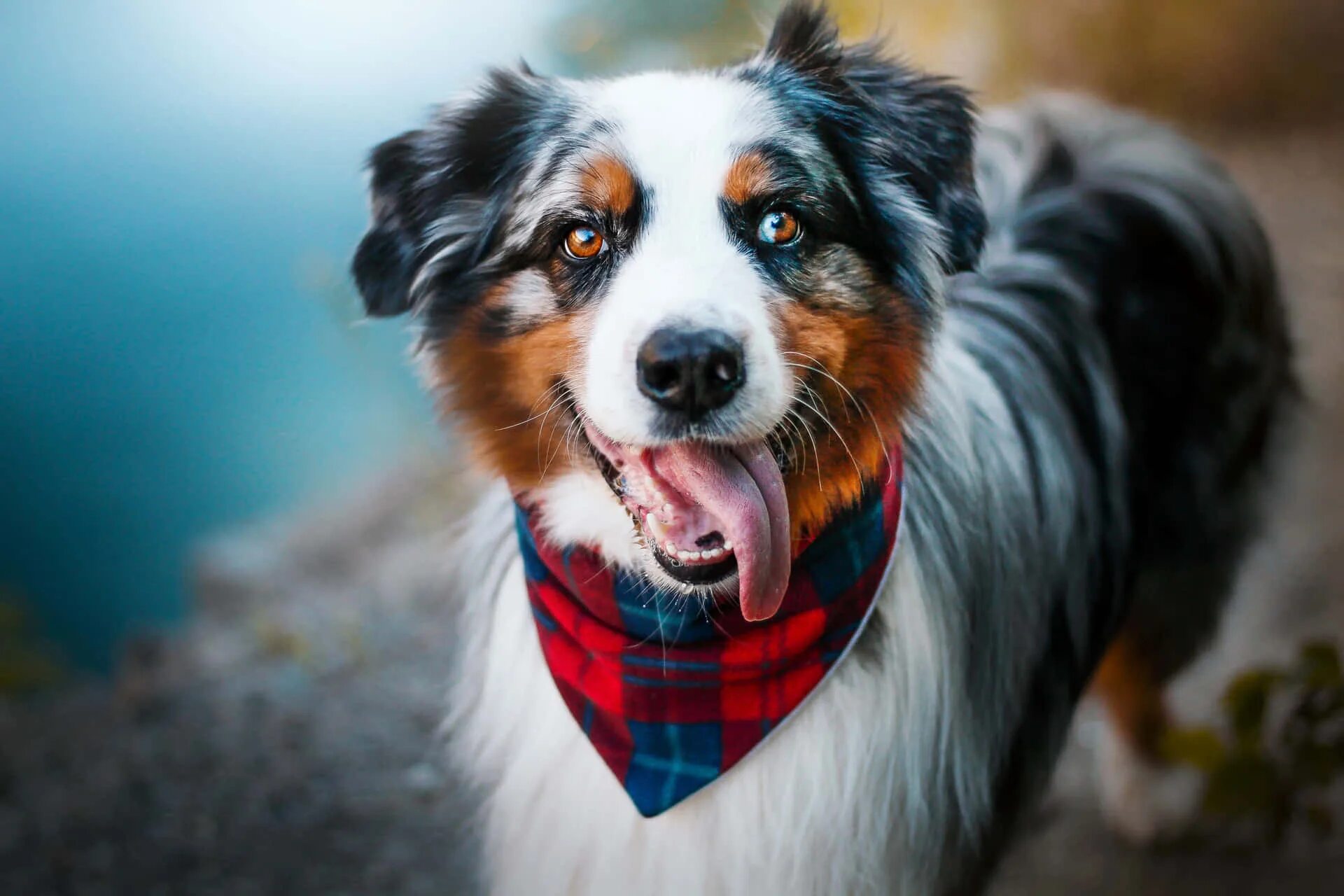 Покажи фото австралийской овчарки Download Australian Shepherd Dog Travel Adventure Picture Wallpapers.com