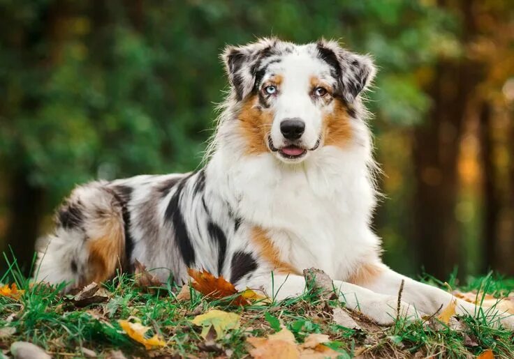 Покажи фото австралийской овчарки L’amore che obbliga chi è amato a ricambiare Australian shepherd dogs, Shepherd 