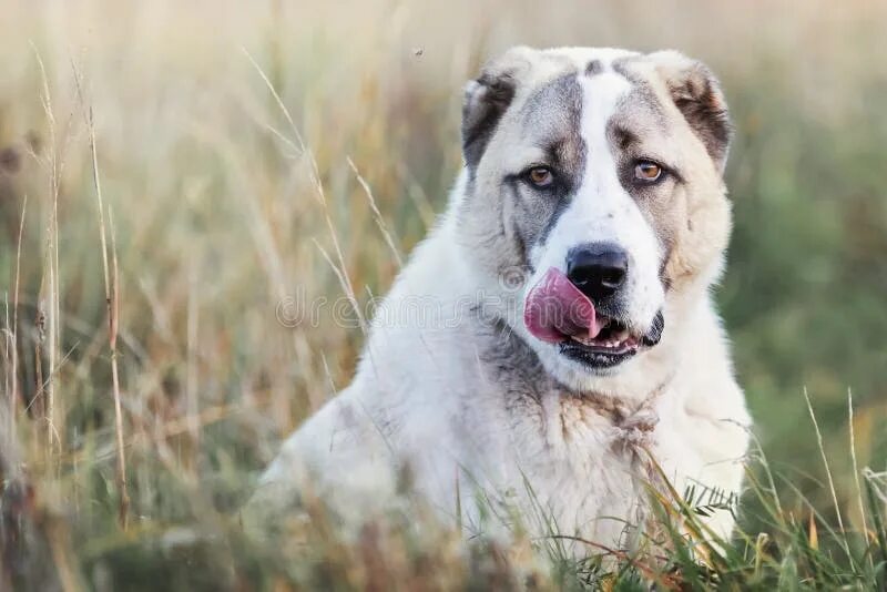 Покажи фото азиатской овчарки Portrait of a Young Central Asian Shepherd Dog Stock Image - Image of caucasian,