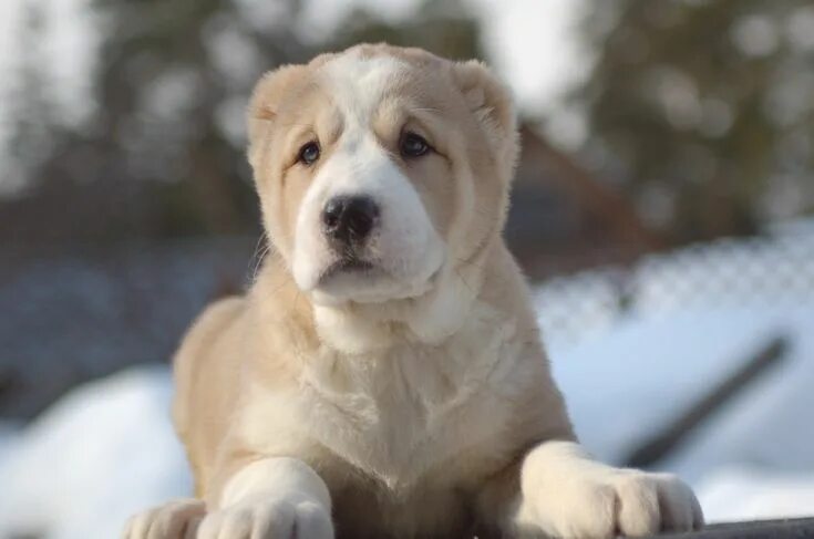 Покажи фото азиатской овчарки Alabai dog, Dogs, Shepherd dog