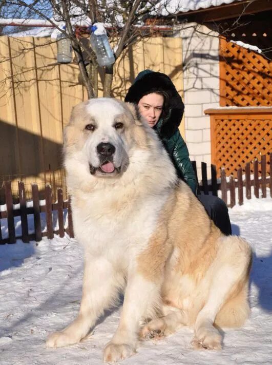 Покажи фото азиатской овчарки Pin by Roxy Ferry on Среднеазиатская овчарка / Central Asian Shepherd Dog Large 