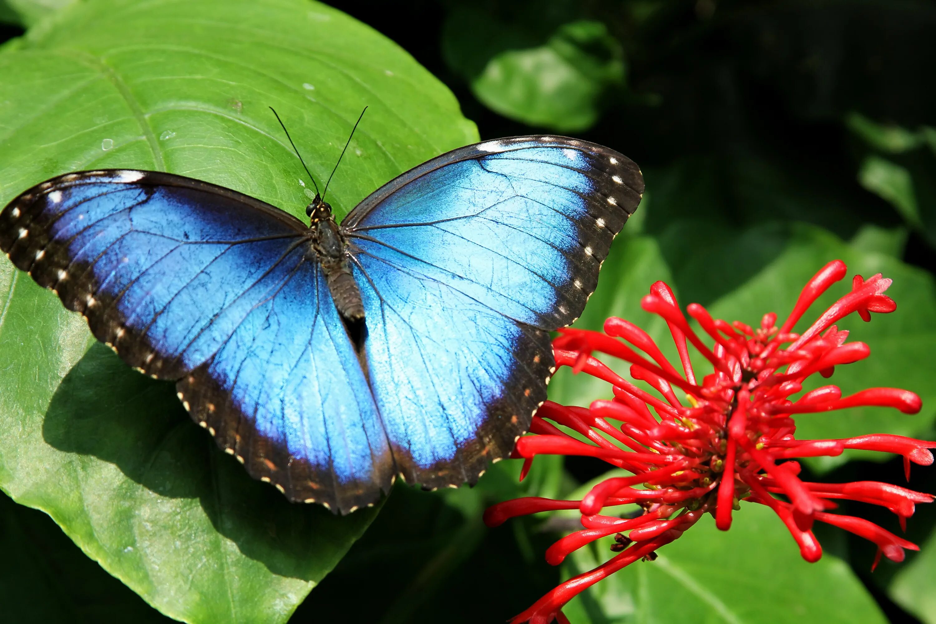 Покажи фото бабочек Wallpaper Blue and Black Butterfly on Red Flower, Background - Download Free Ima