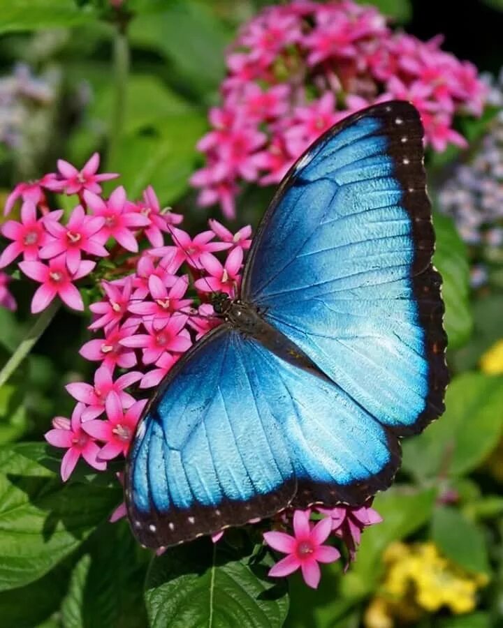 Покажи фото бабочек Pin by Kim Clark on Butterfly/Dragonfly/Fairy Art Blue morpho butterfly, Morpho 