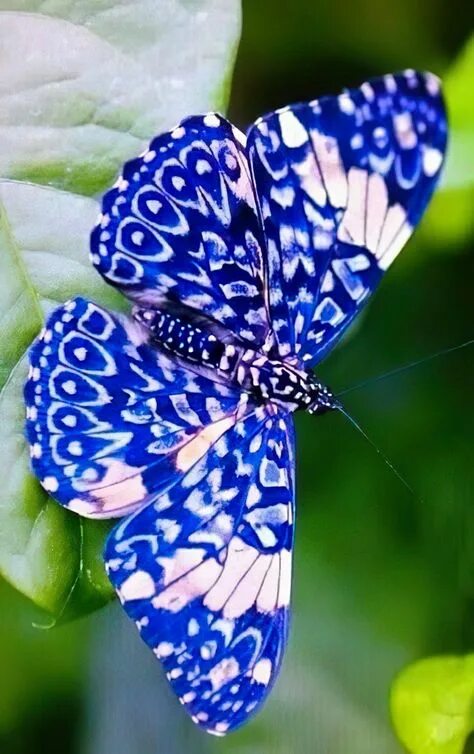 Покажи фото бабочек Beautiful Papillon Butterfly Images and Facts