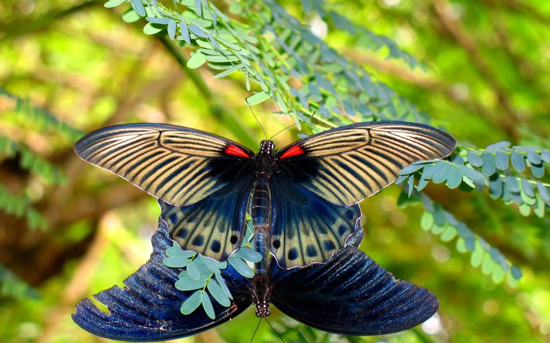 Покажи фото бабочек butterflies Computer Wallpapers, Desktop Backgrounds 1920x1200 ID:468315 Butterf