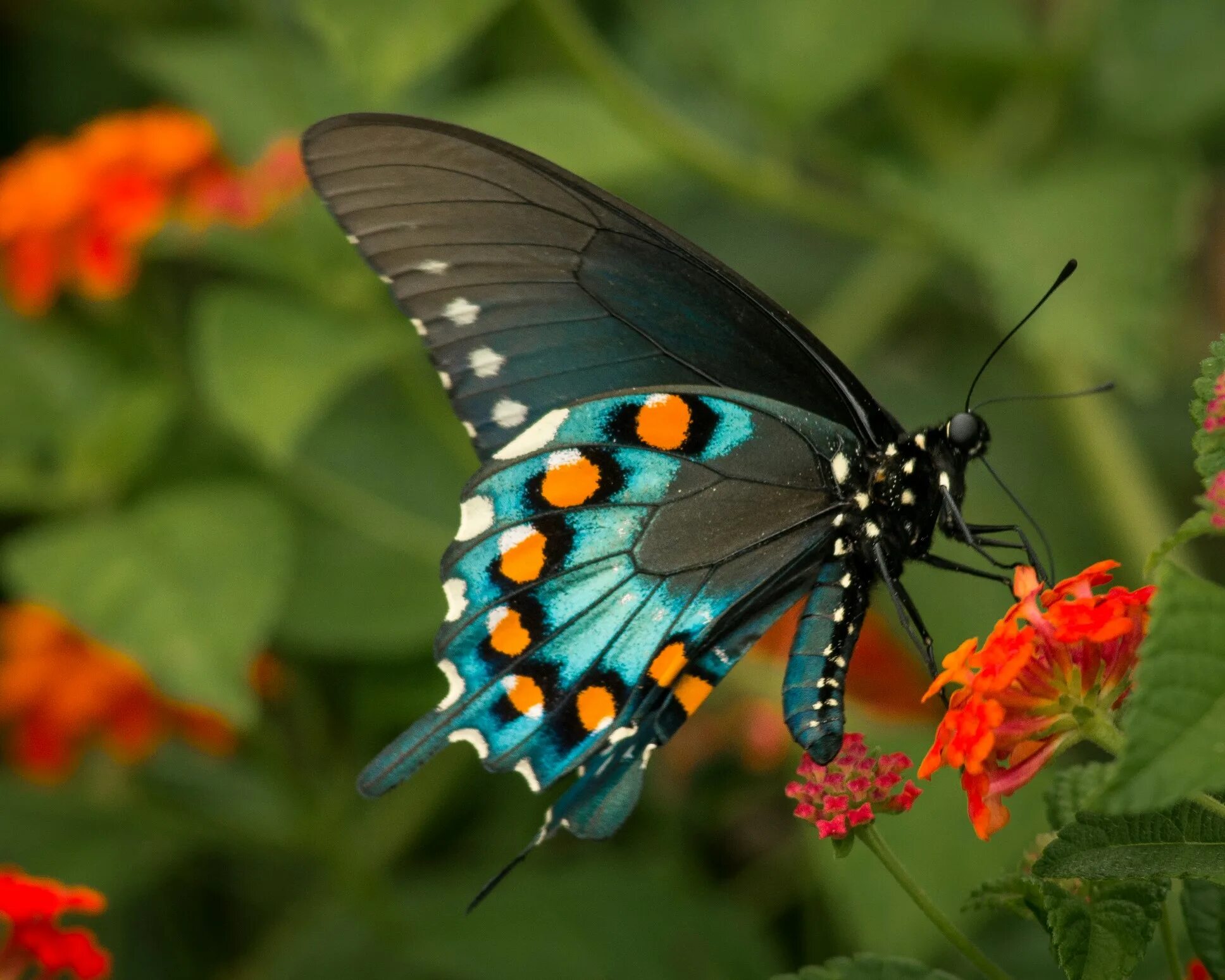 Покажи фото бабочек Butterfly Biology Systems - CABI.org