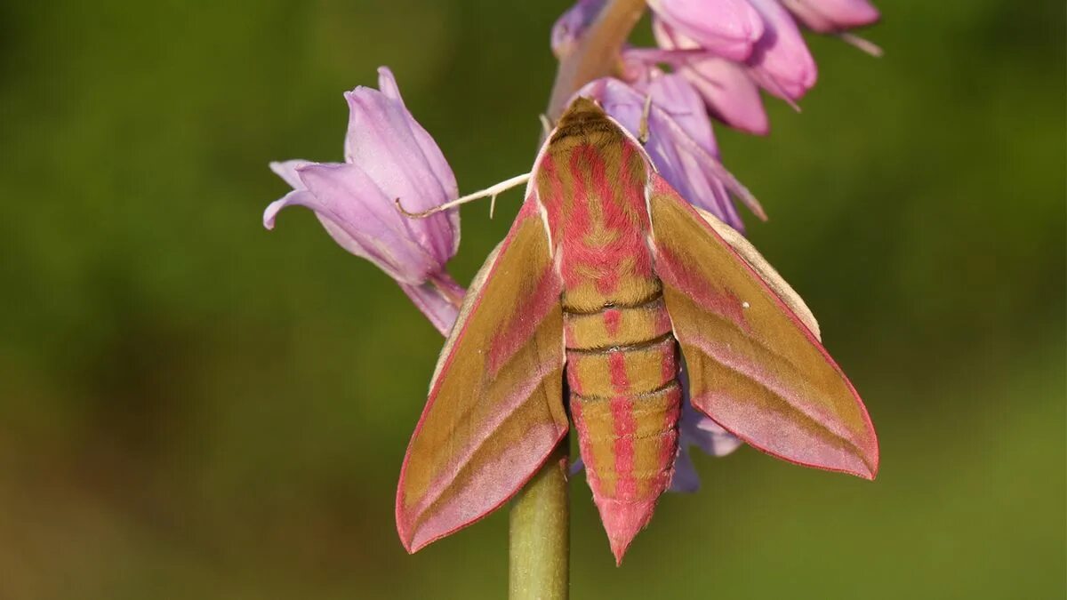 Покажи фото бабочки бражника The Elephant Hawk Moth Is the 'Ugly Duckling' of Moths HowStuffWorks