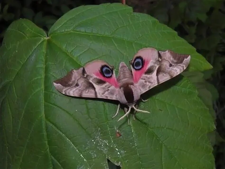 Покажи фото бабочки бражника Smerinthus ocellata - "Eyed hawkmoth" Жуки