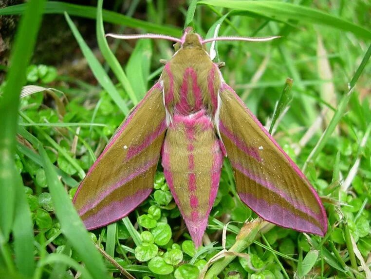 Покажи фото бабочки бражника Elephant-Hawk Moth: Identification, Life Cycle, Facts & Pictures