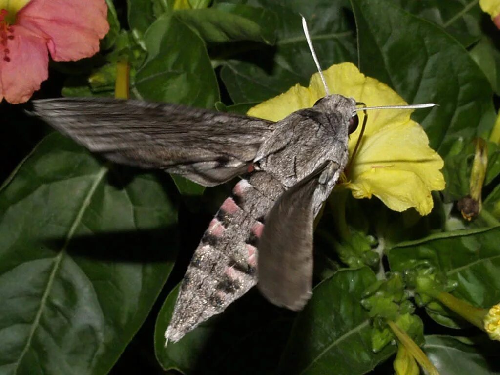 Покажи фото бабочки бражника Бражник вьюнковый / Agrius convolvuli (Linnaeus, 1758) Бабочки Южного Урала