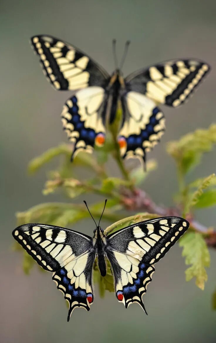 Покажи фото бабочки махаон Papilio machaon Beautiful butterflies, Butterfly pictures, Butterfly photos