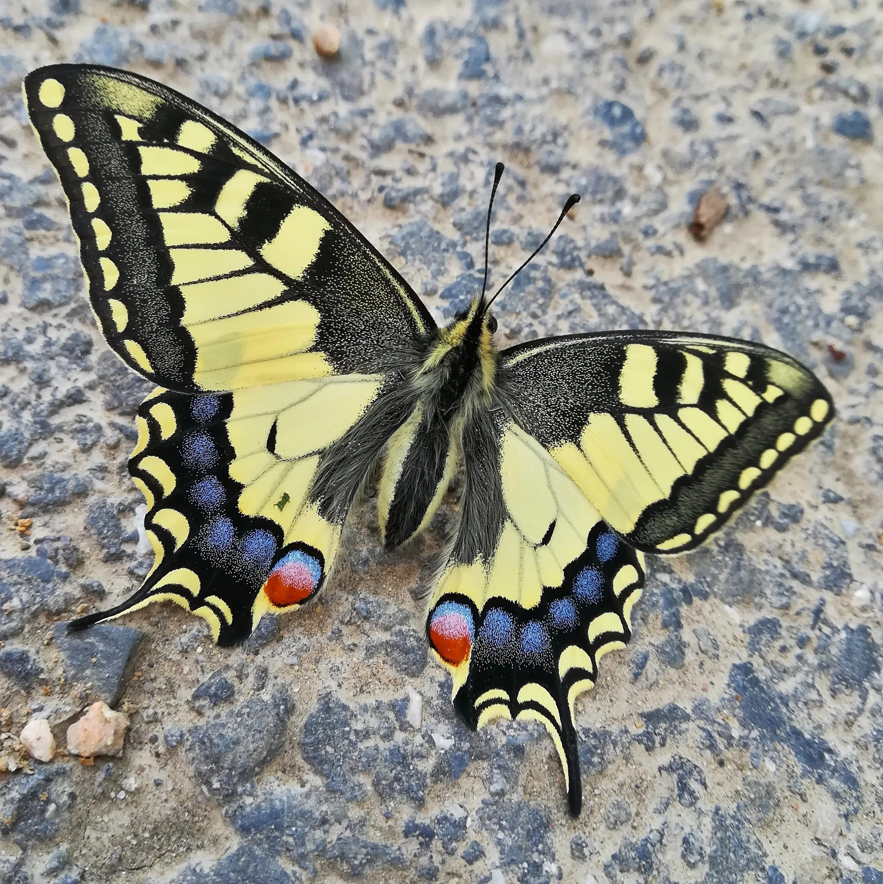 Покажи фото бабочки махаон Swallowtail In Town Butterfly free image download