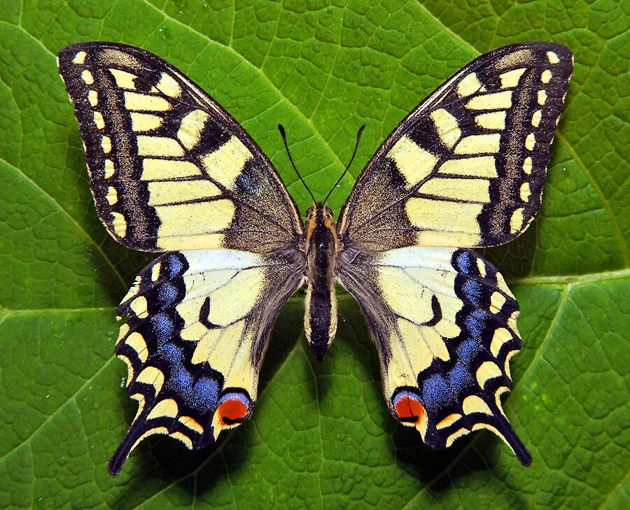 Покажи фото бабочки махаон Состояние популяций махаона (Papilio machaon Linnaeus, 1758) в Ханты-Мансийском 