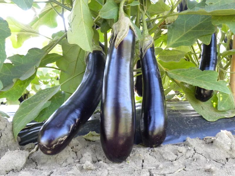 Покажи фото баклажана Eggplant: quality and tradition - Linea Professionale