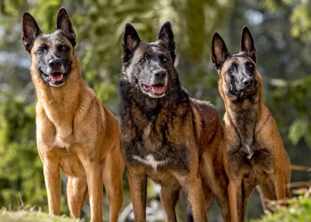 Покажи фото бельгийской овчарки The Ultimate Belgian Malinois Puppy Ownership Guide - Pawrade.com