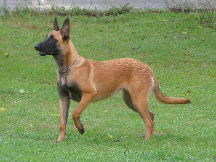 Покажи фото бельгийской овчарки Pin by vanesa whitaker on Belgain Malinois shepard Belgian malinois, Malinois pu