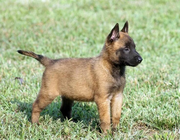 Покажи фото бельгийской овчарки Pin on s'cute Belgian malinois, Belgian malinois puppies, Malinois puppies