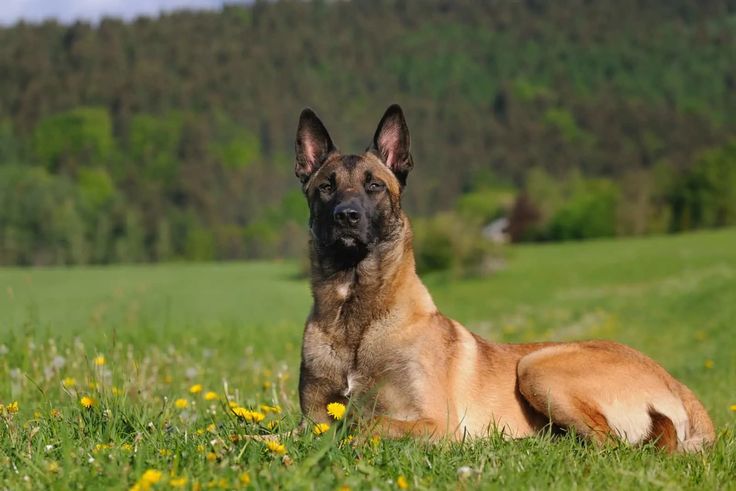 Покажи фото бельгийской овчарки How Much Do Belgian Malinois Cost? All You Need To Know Belgian malinois, Malino