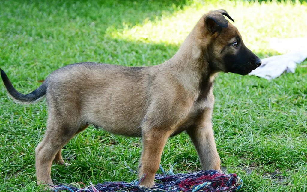 Покажи фото бельгийской овчарки Belgian Malinois Breed information & Pictures Euro Puppy