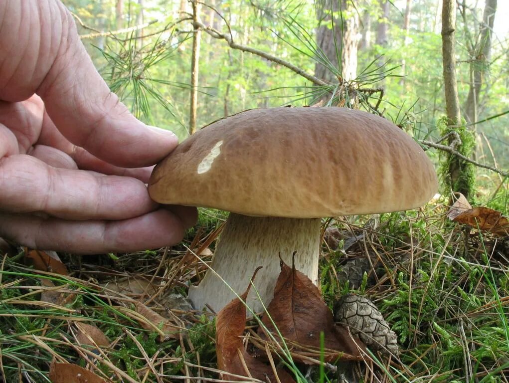 Покажи фото белого гриба Фотокаталог грибов: Белый гриб (Boletus edulis)