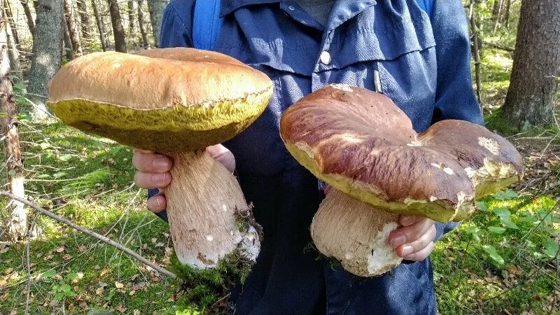 Покажи фото белого гриба Нашествие гигантских белых грибов продолжается в Сосновом Бору / Маяк. Сосновый 