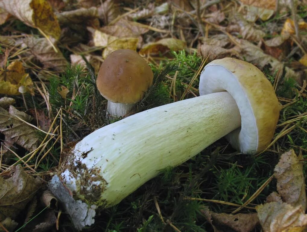 Покажи фото белого гриба Белый гриб (Boletus edulis). Фото на сайте "Грибы: информация и фотографии"