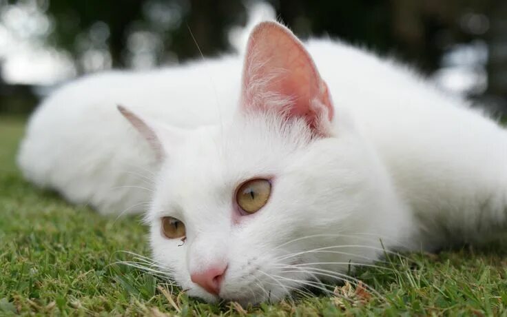 Покажи фото белого кота Ты со мной мышей не ловил... Nombres para gato macho, Gatos blancos, White cat